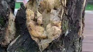 Kolc&oacute;wka jabłoniowa (Sarcodontia crocea) - 03.09.2020, Nowa Huta, Krak&oacute;w