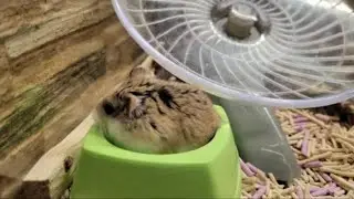 Hamster .  Live  #hamster