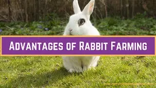 Rabbit Farming: Advantages of Rabbit Farming | Benefits of Rabbit raising #shorts