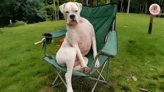 Walter the Boxer&rsquo;s Peaceful Goodbye After a Brave Fight with Cancer