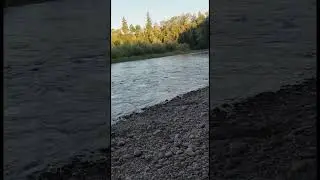 Big Steelhead on and gone