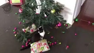 Christmas Cats Compilation 2025 &ndash; Hilarious Holiday Chaos 😹🎄