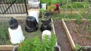 Emergency Tomato Frost Protection: When Frost Attacks!