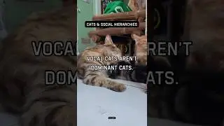 Vocal cats aren&rsquo;t dominant cats. Silence often signals confidence.