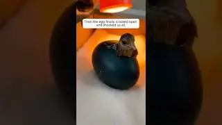 We Hatched the Strange Egg My Dog Found 😱🥚 #shorts