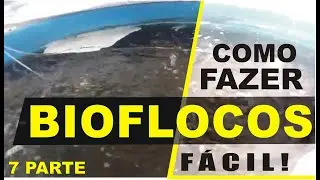 PARTE 7 - BTF - 20 DIAS DO INÍCIO DO SISTEMA DE BIOFLOCOS EM FORMAÇÃO
