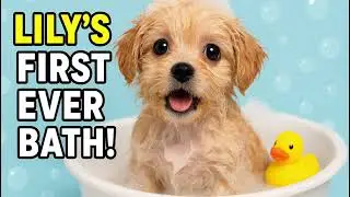 Oops! Lily ka First Bath ka Funny Moment 😂🐾 #CuteDog #PetLovers #doglife 