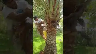 تكريب وتنظيف النخل ...موسم خير على الجميع ان شاء الله 🌴
