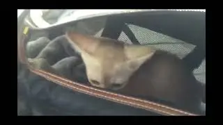 Koji - Abyssinian cat