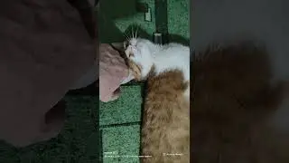 Ryzhik is a playful, purring cat 01/29/26.