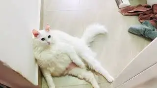 Esto es un hombre que entra en un bar de pinchos y dice: Gatos Engra&ccedil;ados - Piadas Engra&ccedil;adas