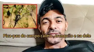 PICA-PAU DO CAMPO (COLAPTES CAMPESTRIS ) FILMADO NO RODOANEL MARIO COVAS