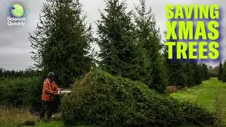 The quest for climate-ready Christmas trees | Science Quickly podcast
