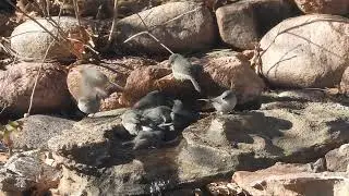 Mob of Bushtits taking bath