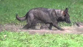 ВОТ ИМЕННО ТАК МЫ ЖИВЕМ - с пастухами ГДР