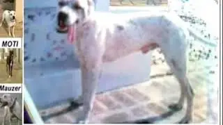 Famous old Bully kutta (Indian Mastiff) who gave us Blood Lines in the world(part -1)