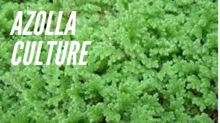 Azolla Culture, 30% Crude Protein Source For Animals, Eco-Friendly BioFertilizer For Plants