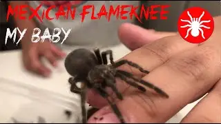 Venom | Tarantula Mexican Flameknee & Guatemalan Tiger Rump Rehousing | Tarantula | Sling | S[ider.4