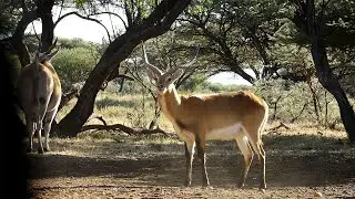 A Dream Lechwe Hunt in South Africa