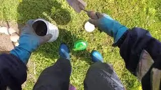 Будим молодой саженец груши после зимы.