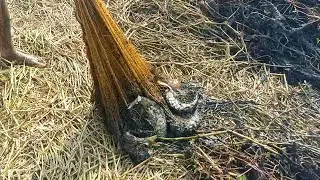 Amazing Fishing Video | Catching Fish In Mud Water Pond | Fishing By Hand  | net Fishing | B Fishing