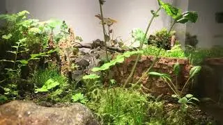 Isopod&lsquo;s Life (Time-Lapse)