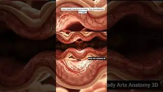 From Small Intestine to Colon: The Constipation Struggle | Gut Health | Body Arts Anatomy 3D