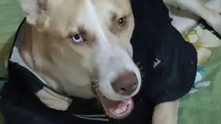 Cute baby❤️❤️ husky Max ❤️❤️ American bully ❤️❤️ browni ❤️❤️