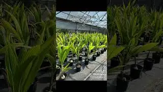 Dwarf Green Malayan Coconut. Julie&rsquo;s Tropical Plants, Apopka, Florida