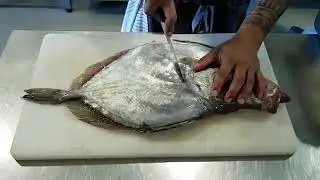 How to fillet a Mirror Dory using tracing technique. #fish #fishcutting #sashimi #fishcuttingskills