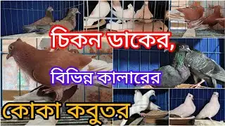 চিকন ডাকের, লাল,সাদা,শালিক,কালো কোকা কবুতর কিনুন সাশ্রয়ী মূল্যে, সরাসরি খামার থেকে || Koka Pigeon ||