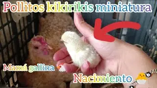 Ya!!! Nacieron los POLLITOS de Piña 😍los piñitos te enseño a hacer platitos para los pollitos