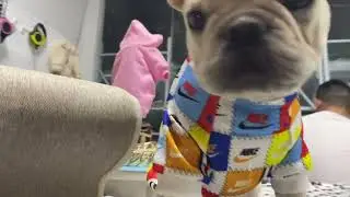 Haohua designer pet products