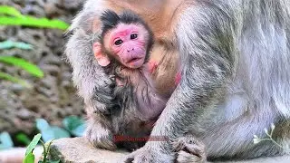 incredible of emotion newborn with mom hugs | BBC Natural Animals