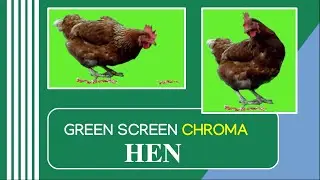 HEN chroma