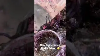 👀 UNPRECEDENTED Tarantula Colors 🔥 | 🔥 Guatemalan Tiger Rump 👀