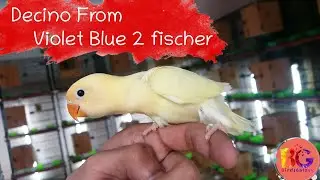 Decino from violet blue 2 & split ino | Love Bird | Birds Galaxy| Urdu Subtitles |
