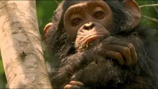 Ancient Forests Advert Greenpeace UK