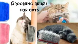 Grooming brush for cat / Grooming gloves / cat grooming importance / Dr.hira saeed
