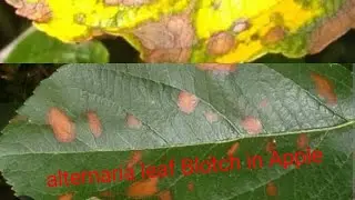 Alternaria Leaf Blotch In Apple, Symptoms and Management