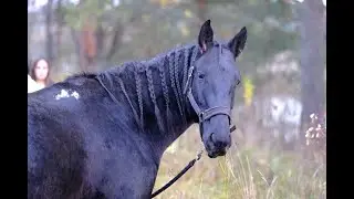 Лошади Северного Кавказа  в Тверских лесах