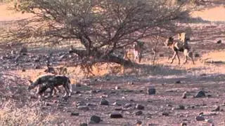 Following a pack of African Wild Dogs (part 2)