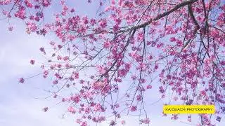 Chồng Xa (2001) - V&otilde; Thiện Thanh | Ambient Dark Music | Kai Quach photography