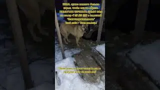 НАС107=106хвостиков  +1человек!