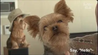 A Mother Dog In The Puppy Mill Gets Rescued | Kritter Klub