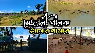 সোনালী পালক হাঁসের খামার । New Vlog Video। Akash 2a2