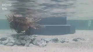 This video shows the development of scour around the pier during the discharge of a flood wave.