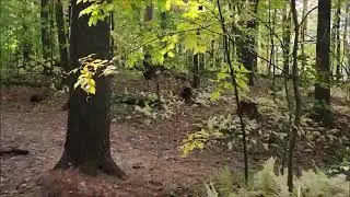 Let's Walk, 15 Minutes thru Pine Island Park and Moore's Cemetery  Manchester, New Hampshire