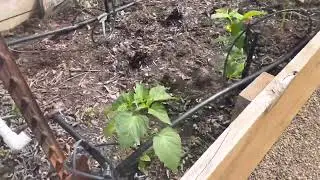 Spring 2023 planting