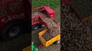 Beet Harvest #grimme #harvest #farming #drone #zuckerr&uuml;ben #bietenoogst ##sugarbeet #agriculture